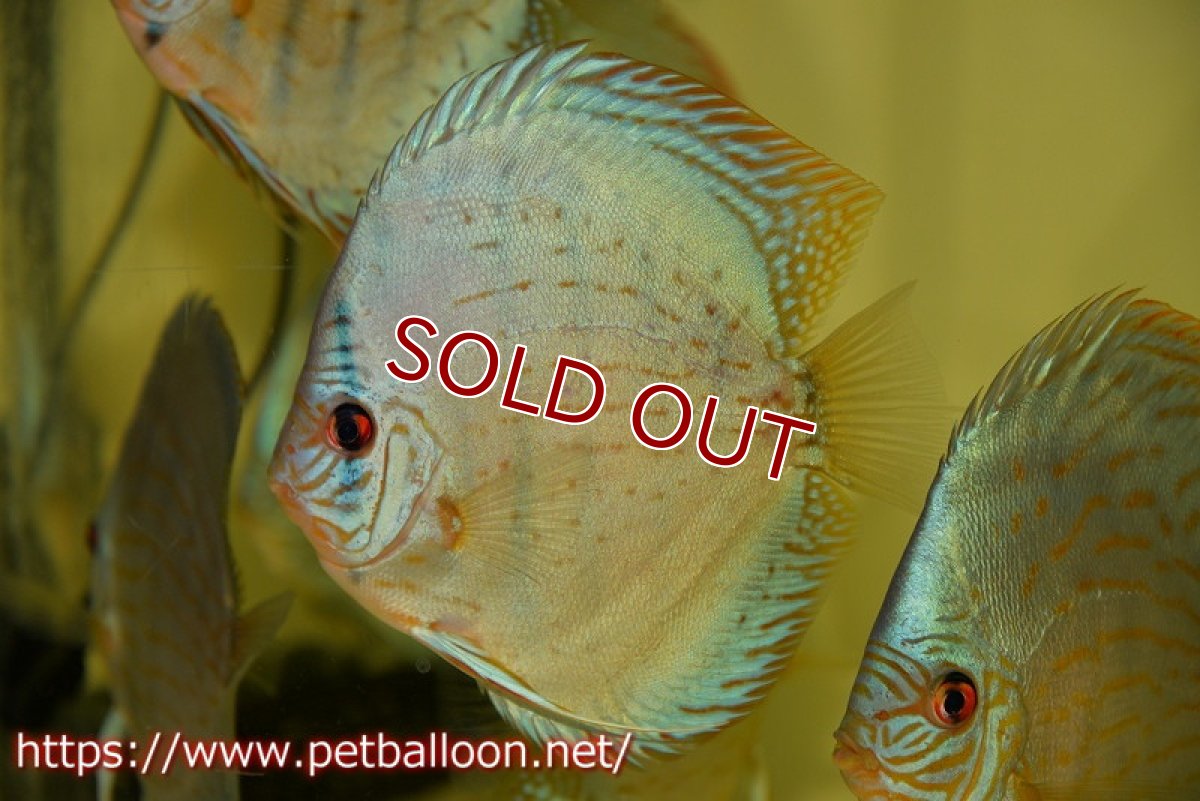 画像3: 【ディスカス】プレミアムセルーリア【個体販売】14-15cm（生体）国産ディスカス　京都産 (3)