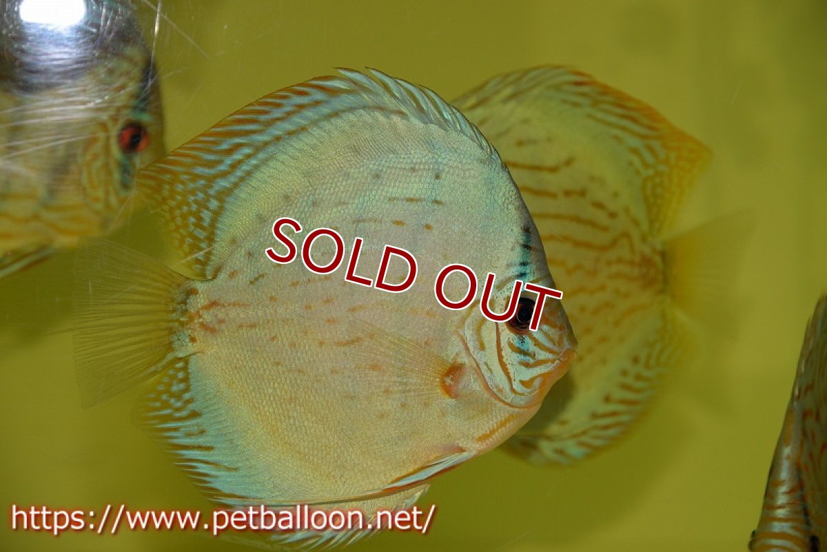 画像4: 【ディスカス】プレミアムセルーリア【個体販売】14-15cm（生体）国産ディスカス　京都産 (4)