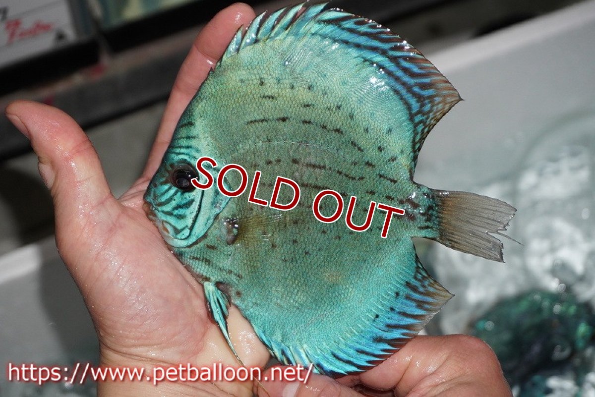 画像5: 【ディスカス】プレミアムセルーリア【個体販売】14-15cm（生体）国産ディスカス　京都産 (5)