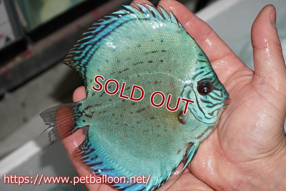 画像6: 【ディスカス】プレミアムセルーリア【個体販売】14-15cm（生体）国産ディスカス　京都産 (6)