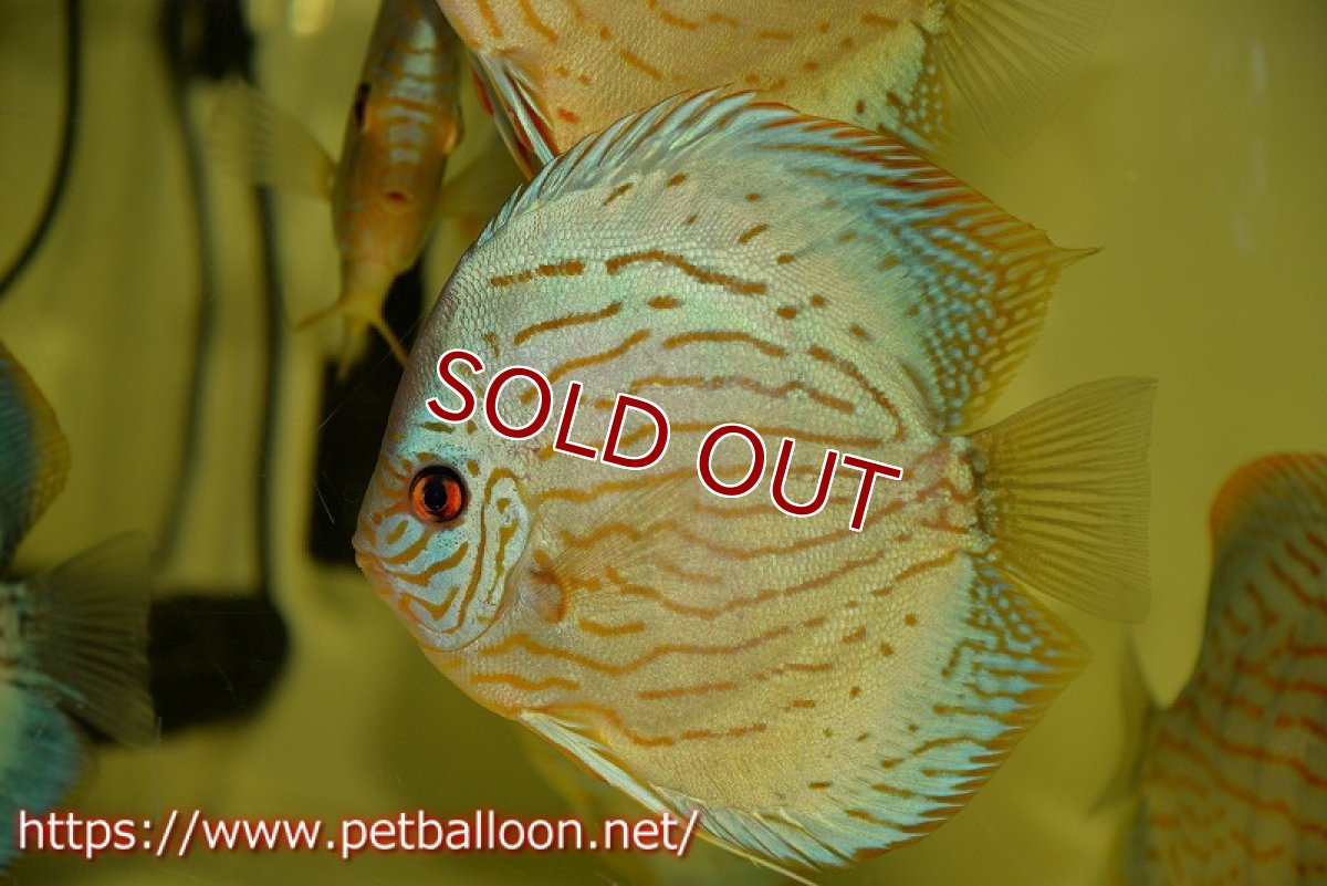 画像2: 【ディスカス】プレミアムセルーリア【個体販売】14-15cm（生体）国産ディスカス　京都産 (2)