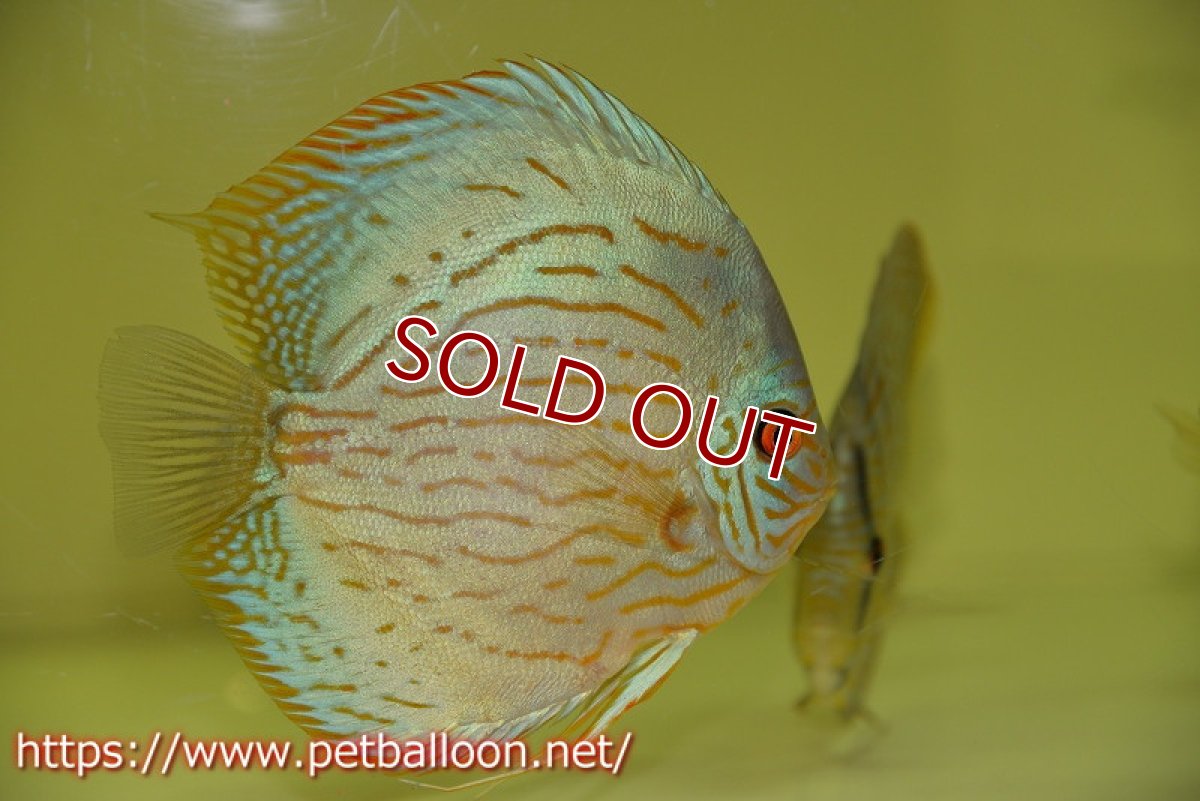 画像3: 【ディスカス】プレミアムセルーリア【個体販売】14-15cm（生体）国産ディスカス　京都産 (3)