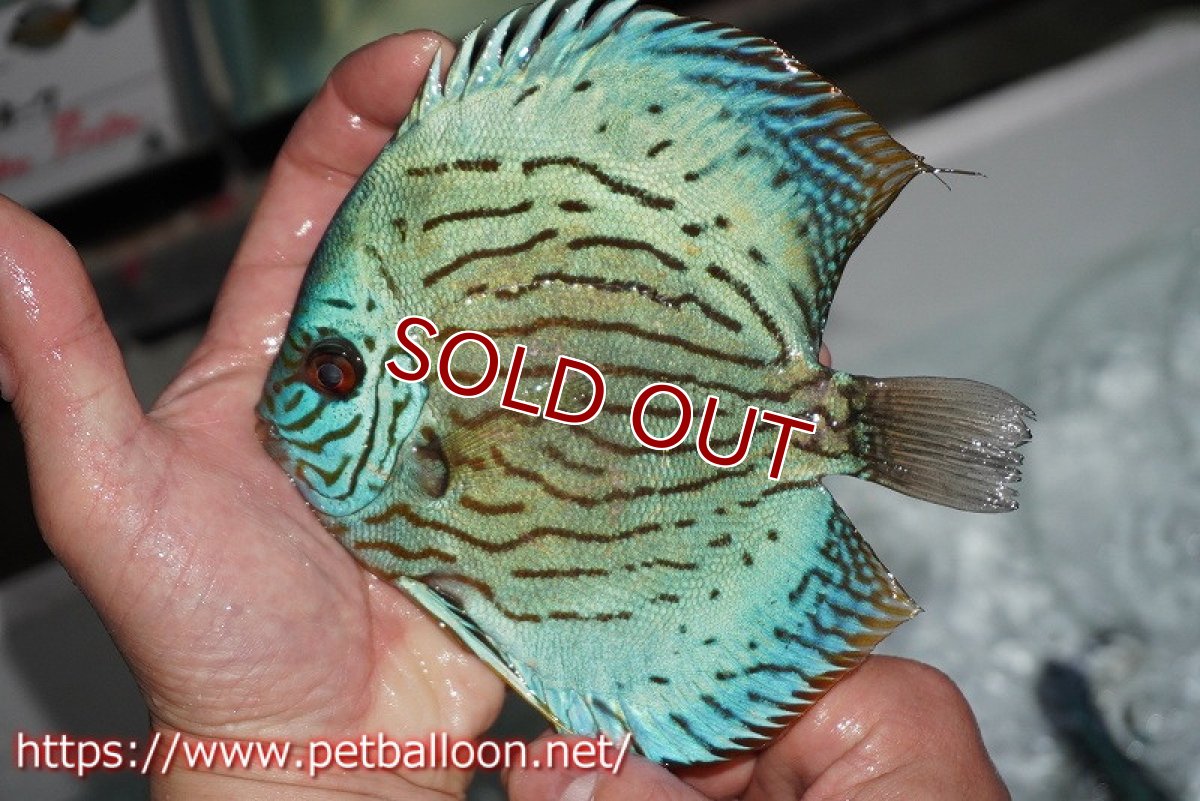 画像4: 【ディスカス】プレミアムセルーリア【個体販売】14-15cm（生体）国産ディスカス　京都産 (4)