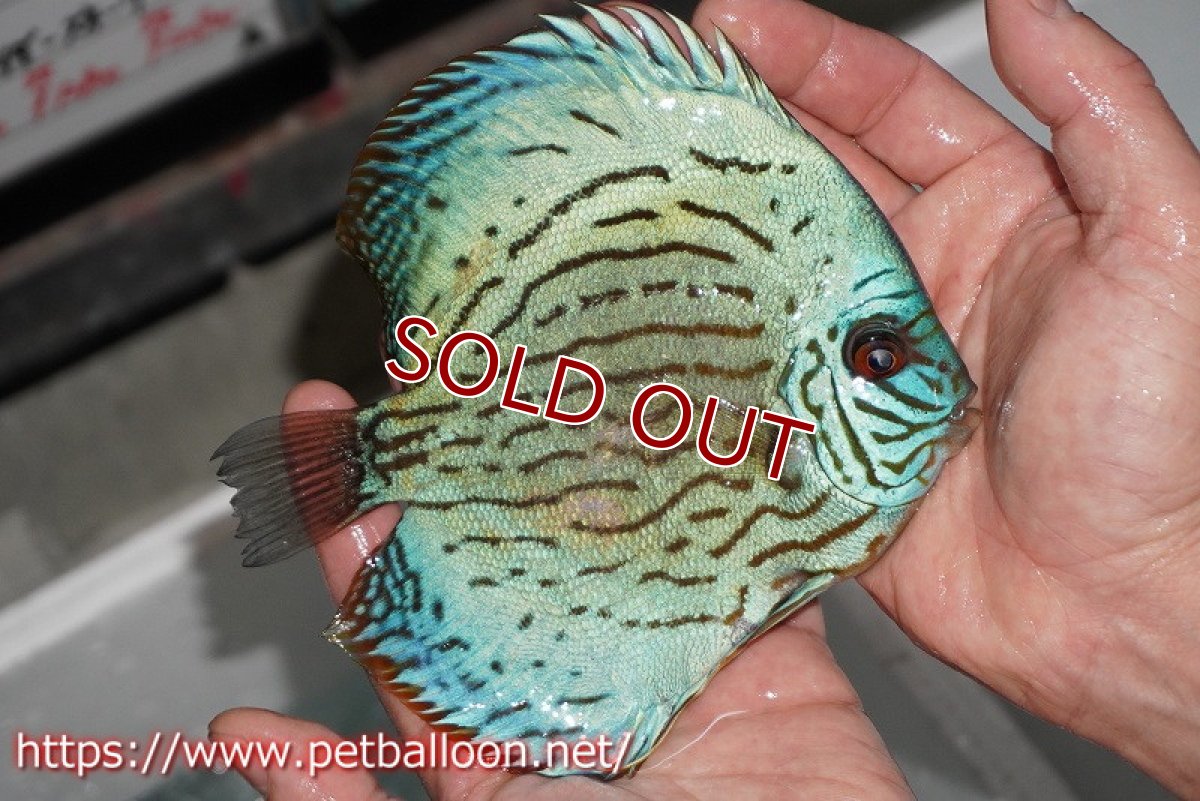 画像5: 【ディスカス】プレミアムセルーリア【個体販売】14-15cm（生体）国産ディスカス　京都産 (5)