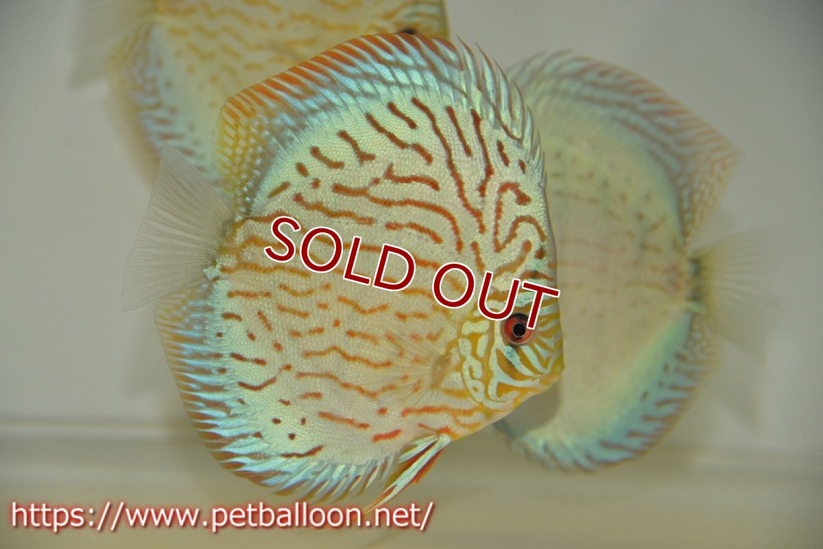 画像2: 【ディスカス】プレミアムセルーリア【個体販売】14-15cm（生体）国産ディスカス　京都産 (2)