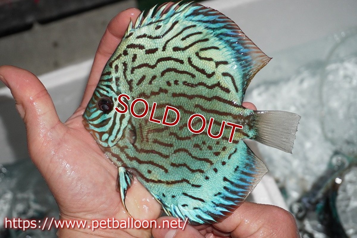 画像3: 【ディスカス】プレミアムセルーリア【個体販売】14-15cm（生体）国産ディスカス　京都産 (3)