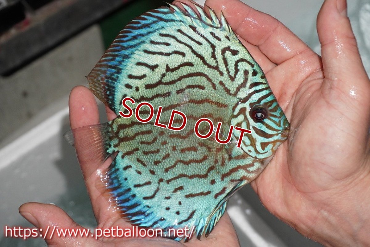 画像4: 【ディスカス】プレミアムセルーリア【個体販売】14-15cm（生体）国産ディスカス　京都産 (4)