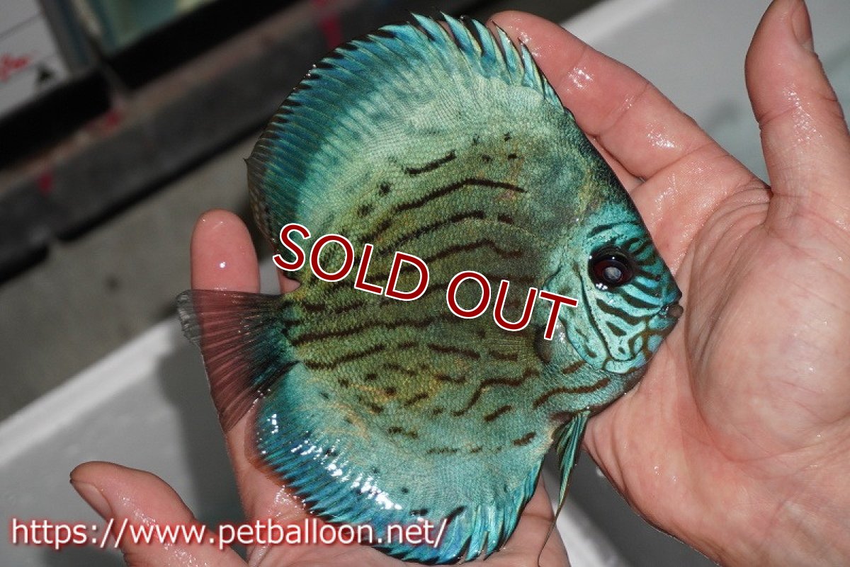 画像3: 【ディスカス】プレミアムセルーリア【個体販売】14-15cm（生体）国産ディスカス　京都産 (3)