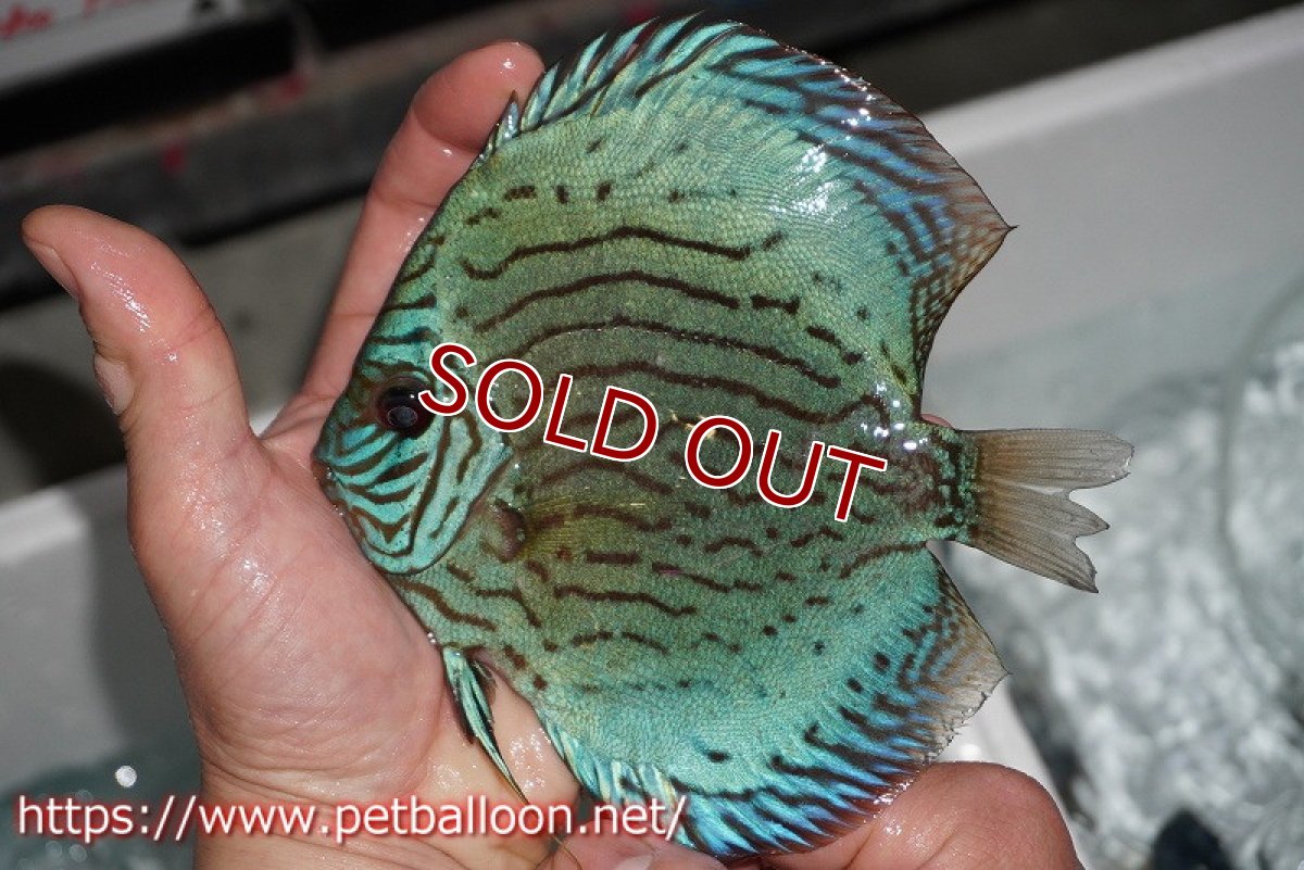 画像2: 【ディスカス】プレミアムセルーリア【個体販売】14-15cm（生体）国産ディスカス　京都産 (2)