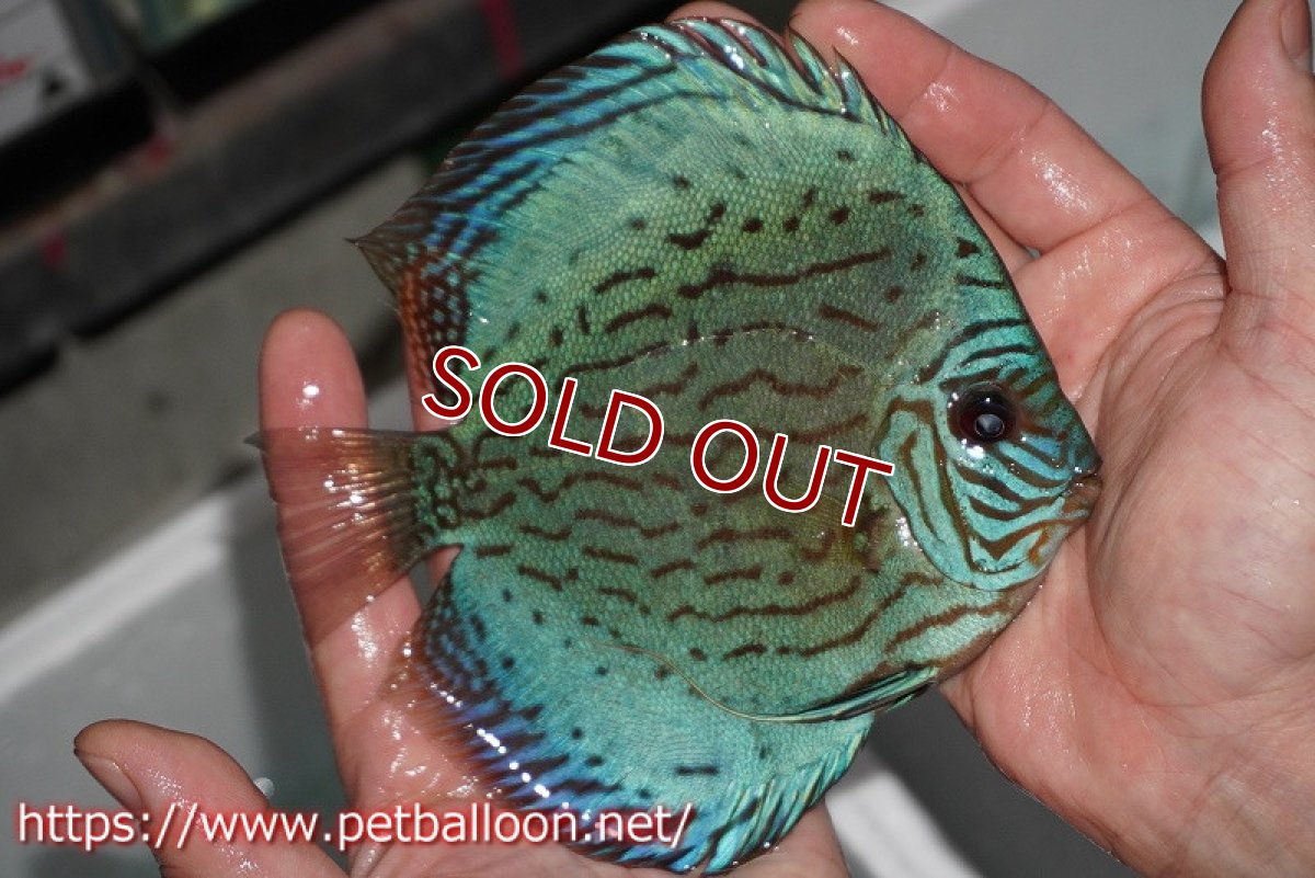 画像3: 【ディスカス】プレミアムセルーリア【個体販売】14-15cm（生体）国産ディスカス　京都産 (3)