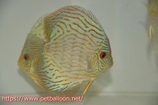 画像1: 【ディスカス】プレミアムセルーリア【個体販売】14-15cm（生体）国産ディスカス　京都産 (1)