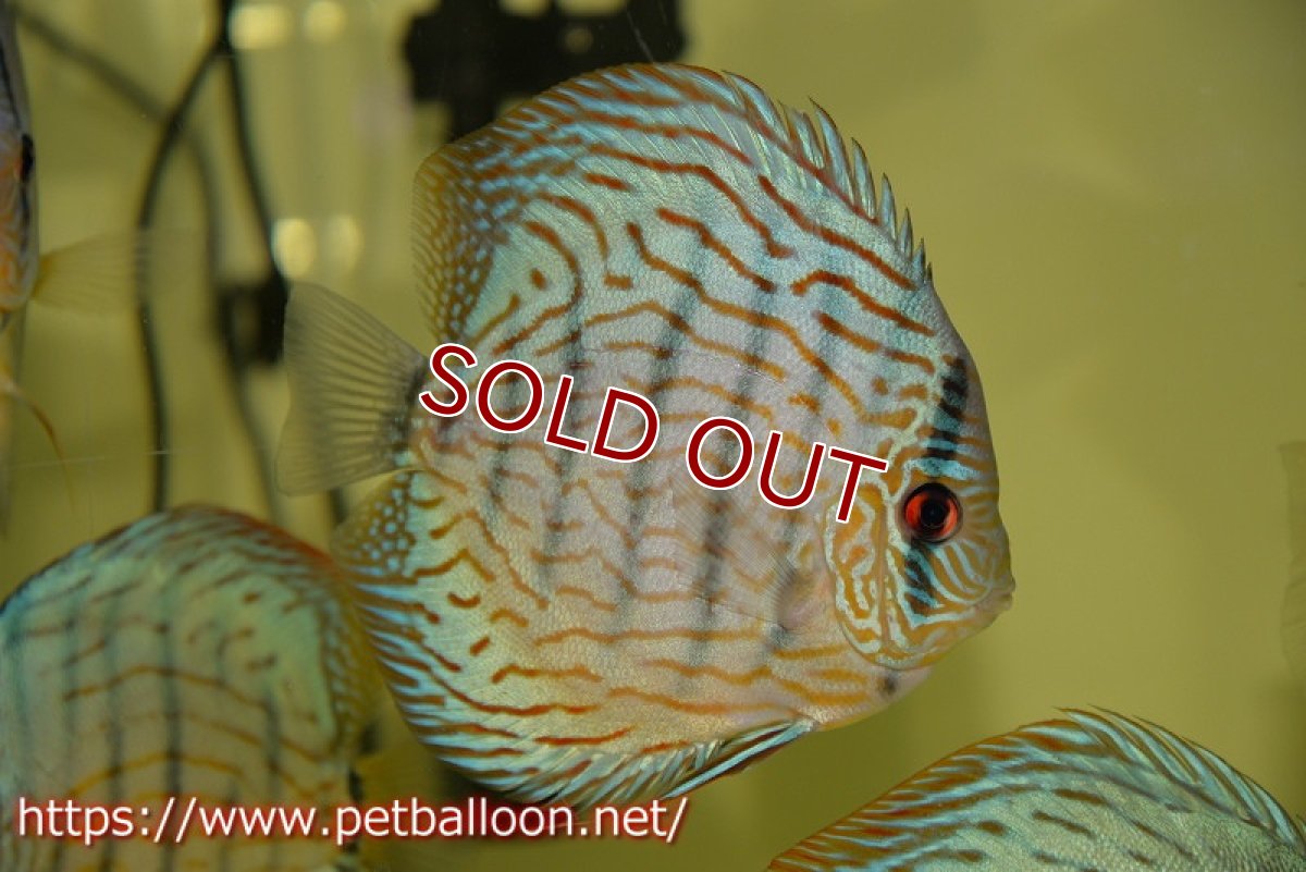 画像2: 【ディスカス】プレミアムセルーリア【個体販売】14-15cm（生体）国産ディスカス　京都産 (2)