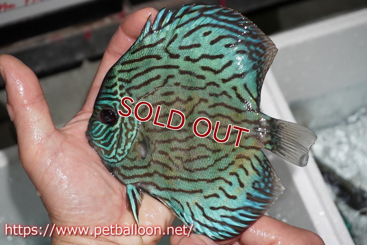 画像3: 【ディスカス】プレミアムセルーリア【個体販売】14-15cm（生体）国産ディスカス　京都産 (3)