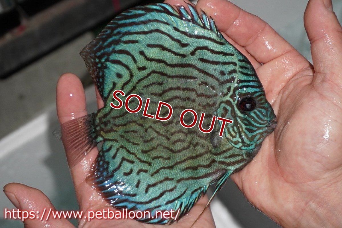 画像4: 【ディスカス】プレミアムセルーリア【個体販売】14-15cm（生体）国産ディスカス　京都産 (4)