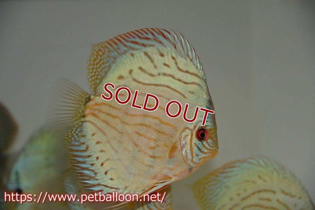 画像2: 【ディスカス】プレミアムセルーリア【個体販売】14-15cm（生体）国産ディスカス　京都産 (2)