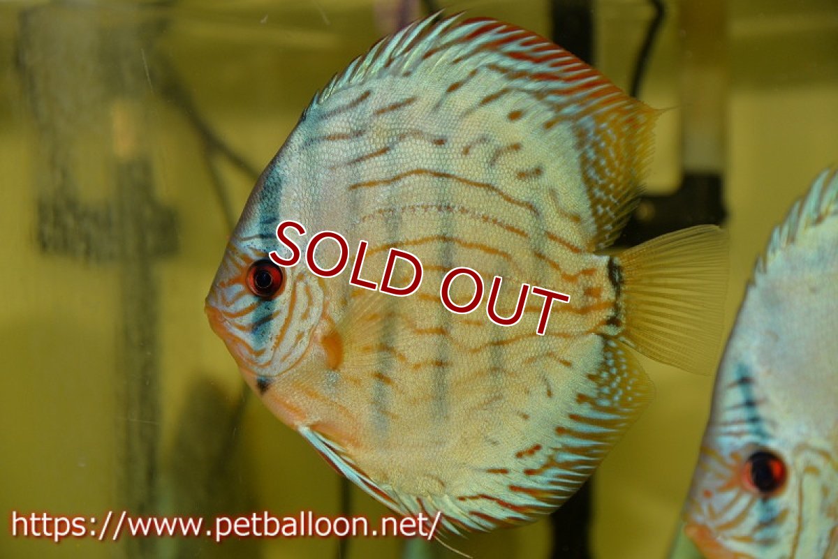 画像3: 【ディスカス】プレミアムセルーリア【個体販売】14-15cm（生体）国産ディスカス　京都産 (3)