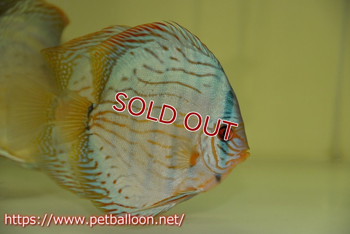 画像4: 【ディスカス】プレミアムセルーリア【個体販売】14-15cm（生体）国産ディスカス　京都産 (4)