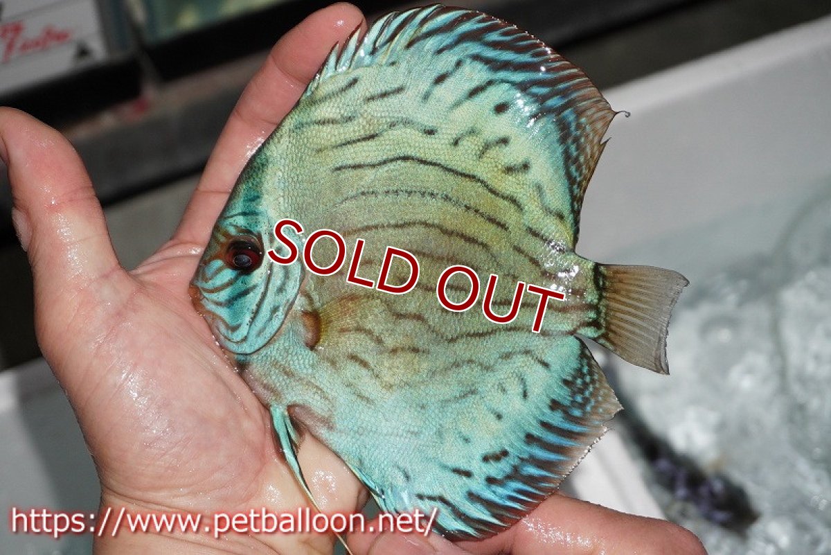 画像5: 【ディスカス】プレミアムセルーリア【個体販売】14-15cm（生体）国産ディスカス　京都産 (5)