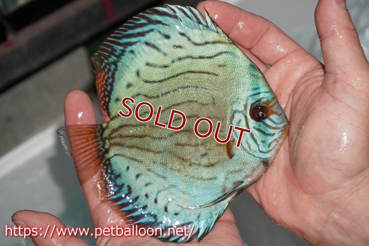 画像6: 【ディスカス】プレミアムセルーリア【個体販売】14-15cm（生体）国産ディスカス　京都産 (6)