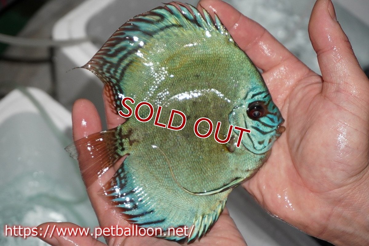 画像2: 【ディスカス】プレミアムセルーリア【個体販売】14-15cm（生体）国産ディスカス　京都産 (2)