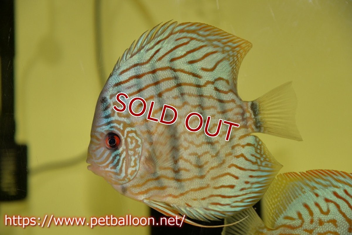 画像2: 【ディスカス】オールドタイプ第三系統【個体販売】14-15cm（生体）国産ディスカス　京都産 (2)