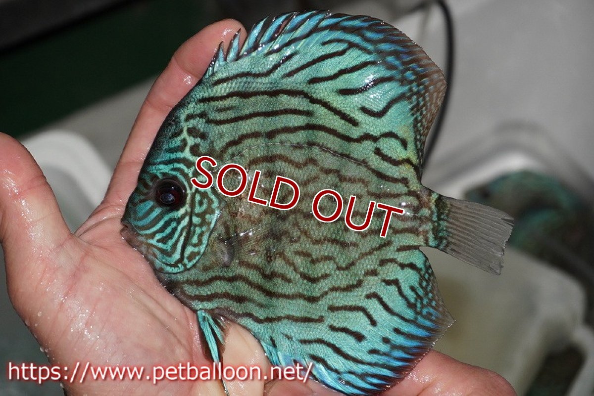 画像3: 【ディスカス】オールドタイプ第三系統【個体販売】14-15cm（生体）国産ディスカス　京都産 (3)