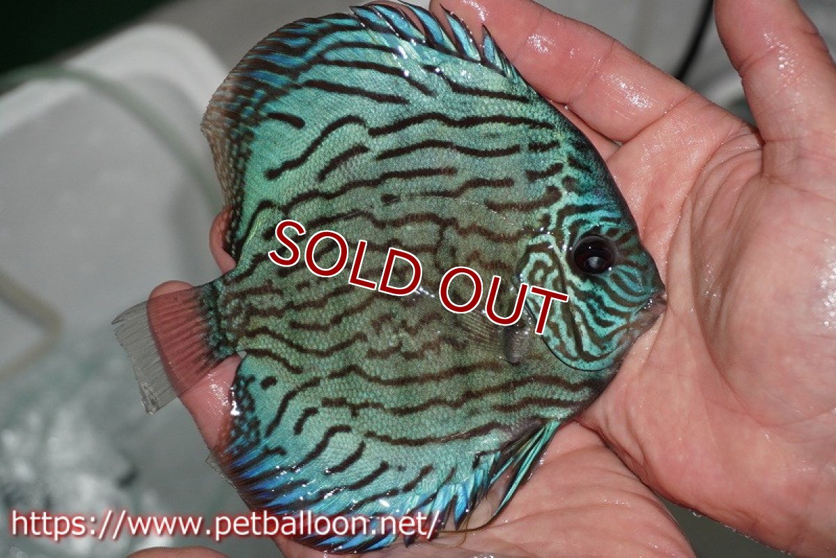 画像4: 【ディスカス】オールドタイプ第三系統【個体販売】14-15cm（生体）国産ディスカス　京都産 (4)