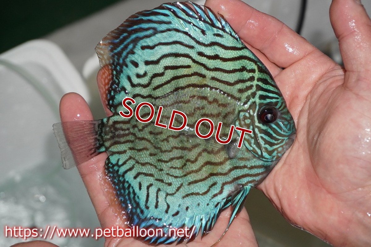 画像2: 【ディスカス】オールドタイプ第三系統【個体販売】14-15cm（生体）国産ディスカス　京都産 (2)