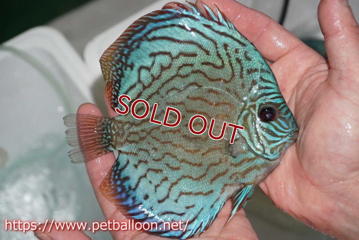 画像2: 【ディスカス】オールドタイプ第三系統【個体販売】14-15cm（生体）国産ディスカス　京都産 (2)