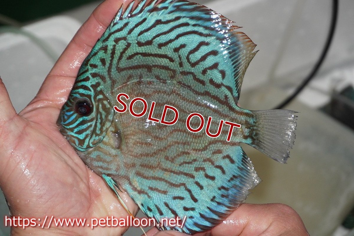 画像2: 【ディスカス】オールドタイプ第三系統【個体販売】14-15cm（生体）国産ディスカス　京都産 (2)