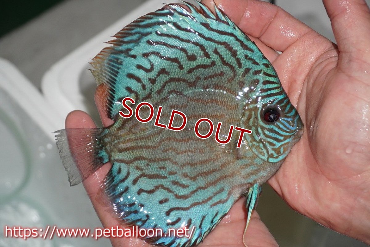 画像3: 【ディスカス】オールドタイプ第三系統【個体販売】14-15cm（生体）国産ディスカス　京都産 (3)