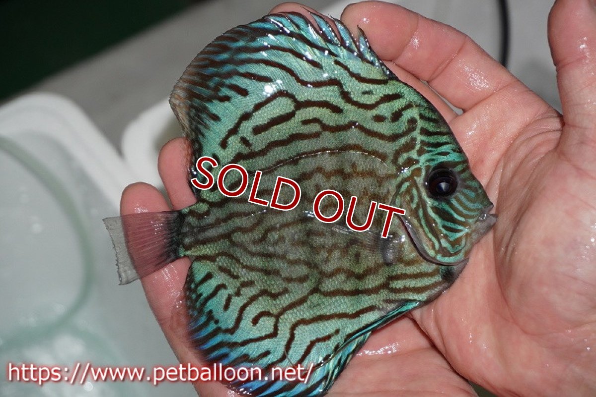 画像2: 【ディスカス】オールドタイプ第三系統【個体販売】14-15cm（生体）国産ディスカス　京都産 (2)