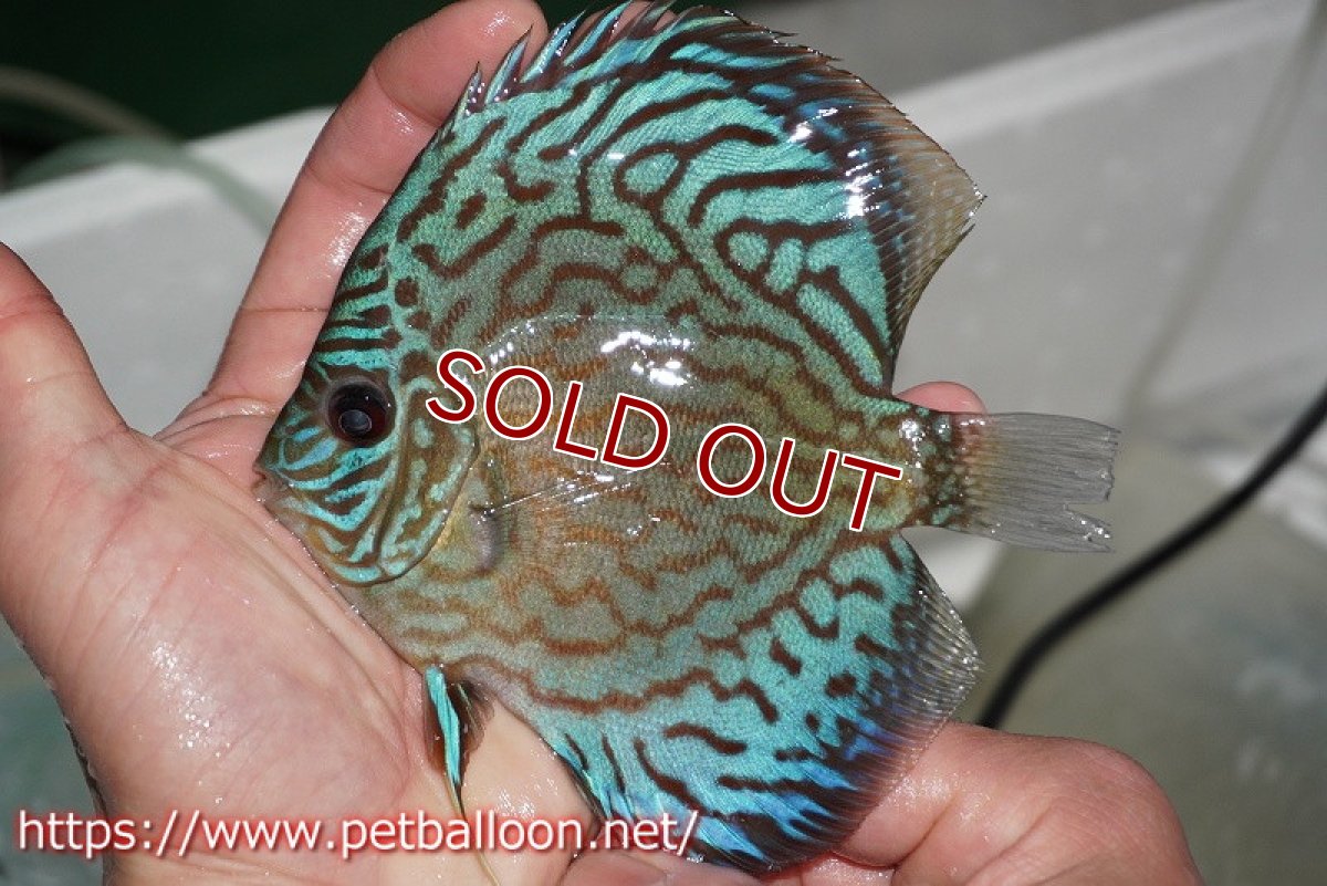 画像2: 【ディスカス】オールドタイプ第三系統【個体販売】13cm（生体）国産ディスカス　京都産 (2)