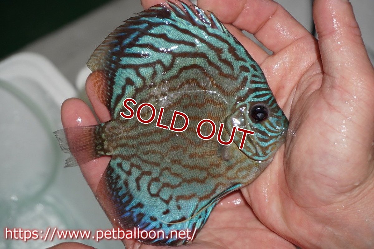 画像3: 【ディスカス】オールドタイプ第三系統【個体販売】13cm（生体）国産ディスカス　京都産 (3)