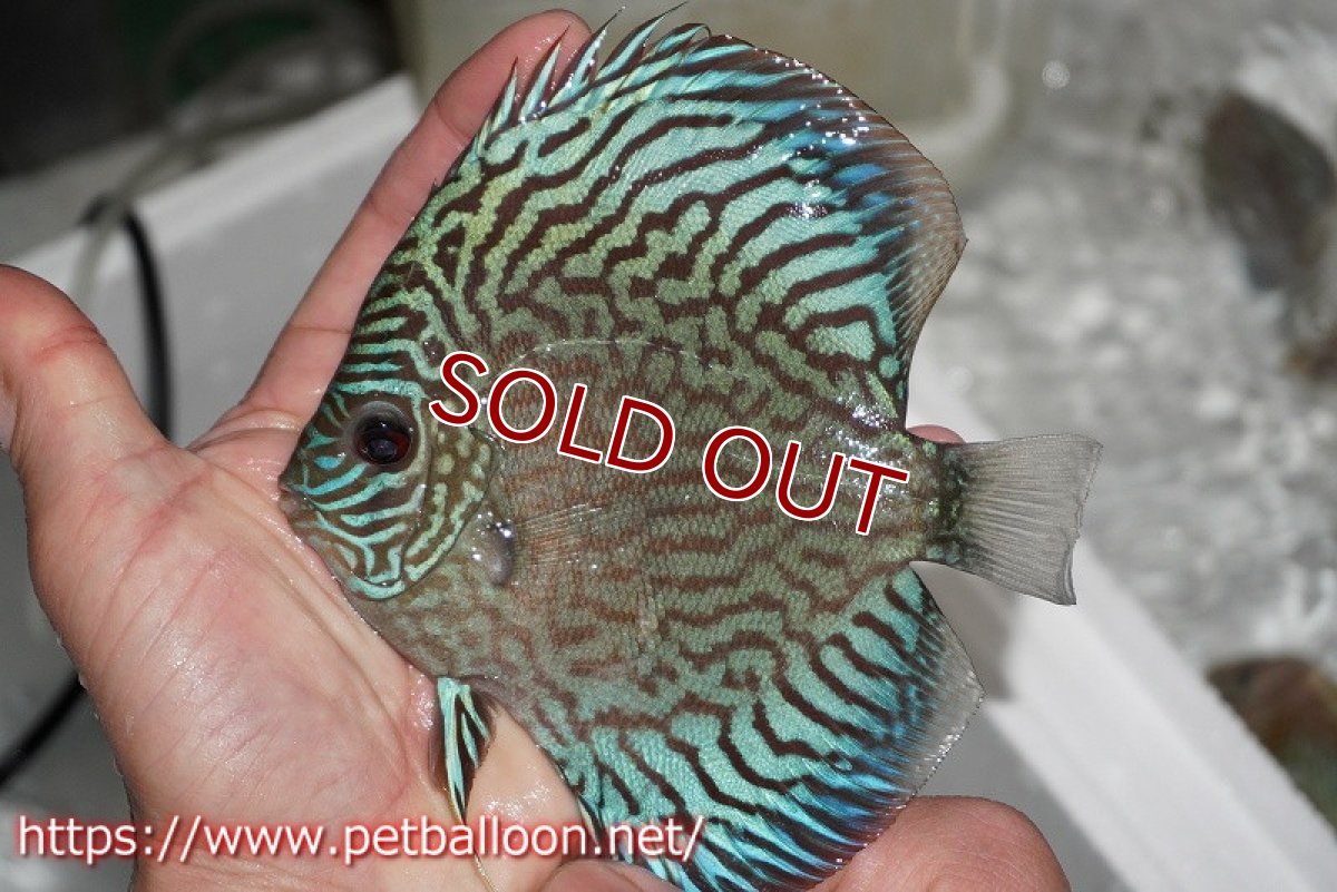 画像2: 【ディスカス】オールドタイプ第三系統【個体販売】13cm（生体）国産ディスカス　京都産 (2)