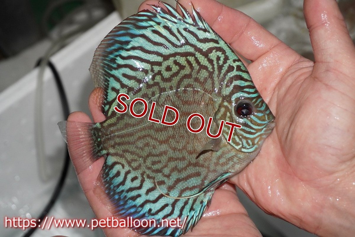 画像3: 【ディスカス】オールドタイプ第三系統【個体販売】13cm（生体）国産ディスカス　京都産 (3)