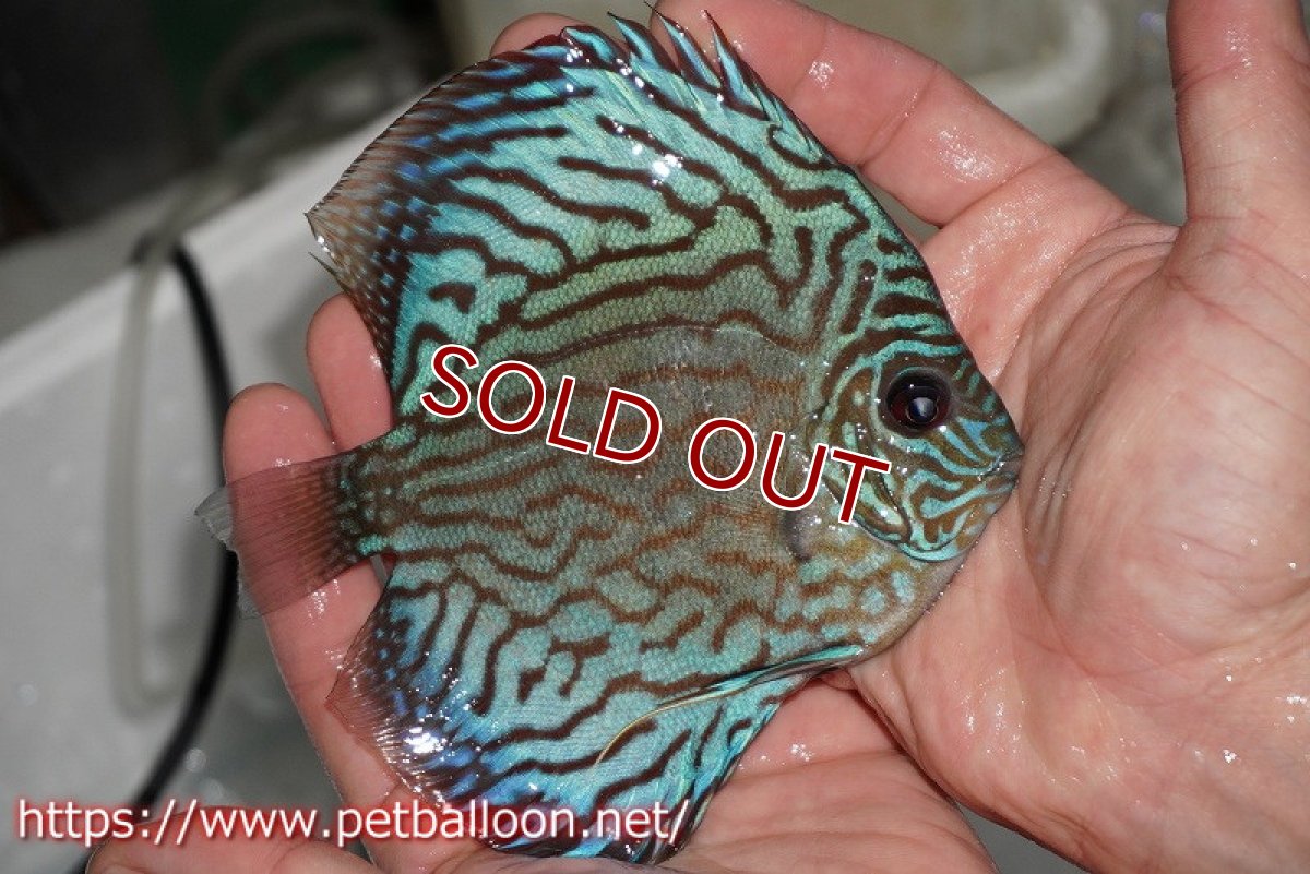 画像2: 【ディスカス】オールドタイプ第三系統【個体販売】13cm（生体）国産ディスカス　京都産 (2)