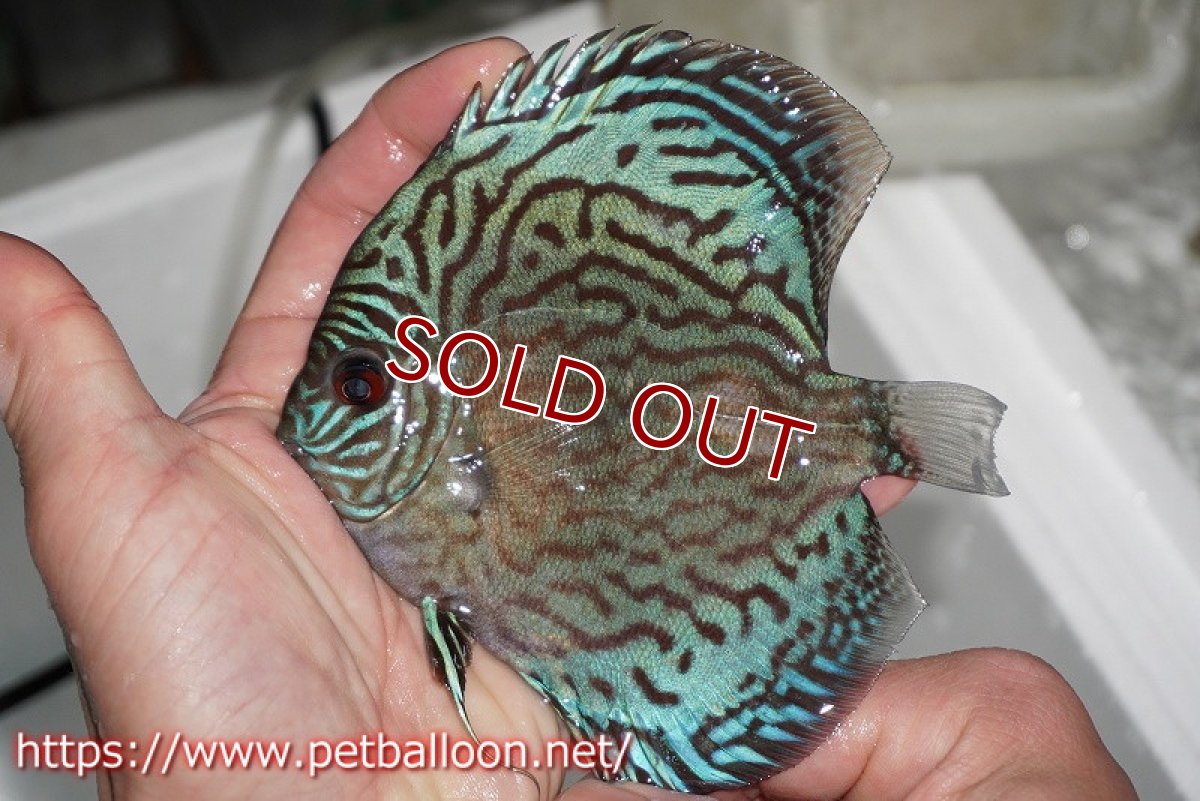 画像2: 【ディスカス】オールドタイプ第三系統【個体販売】13cm（生体）国産ディスカス　京都産 (2)