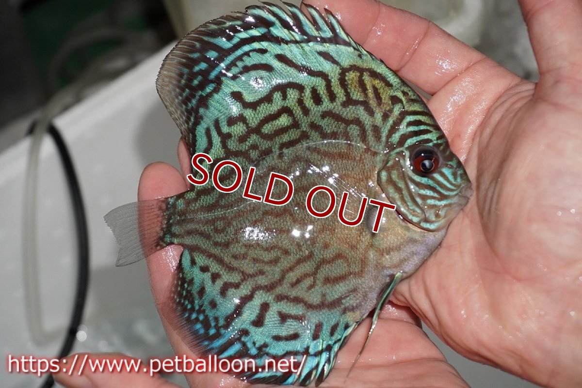 画像3: 【ディスカス】オールドタイプ第三系統【個体販売】13cm（生体）国産ディスカス　京都産 (3)