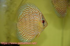 画像1: 【ディスカス】オールドタイプ第三系統【個体販売】13cm（生体）国産ディスカス　京都産 (1)