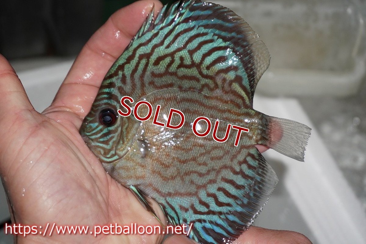 画像2: 【ディスカス】オールドタイプ第三系統【個体販売】13cm（生体）国産ディスカス　京都産 (2)