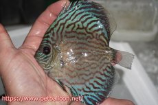 画像2: 【ディスカス】オールドタイプ第三系統【個体販売】13cm（生体）国産ディスカス　京都産 (2)