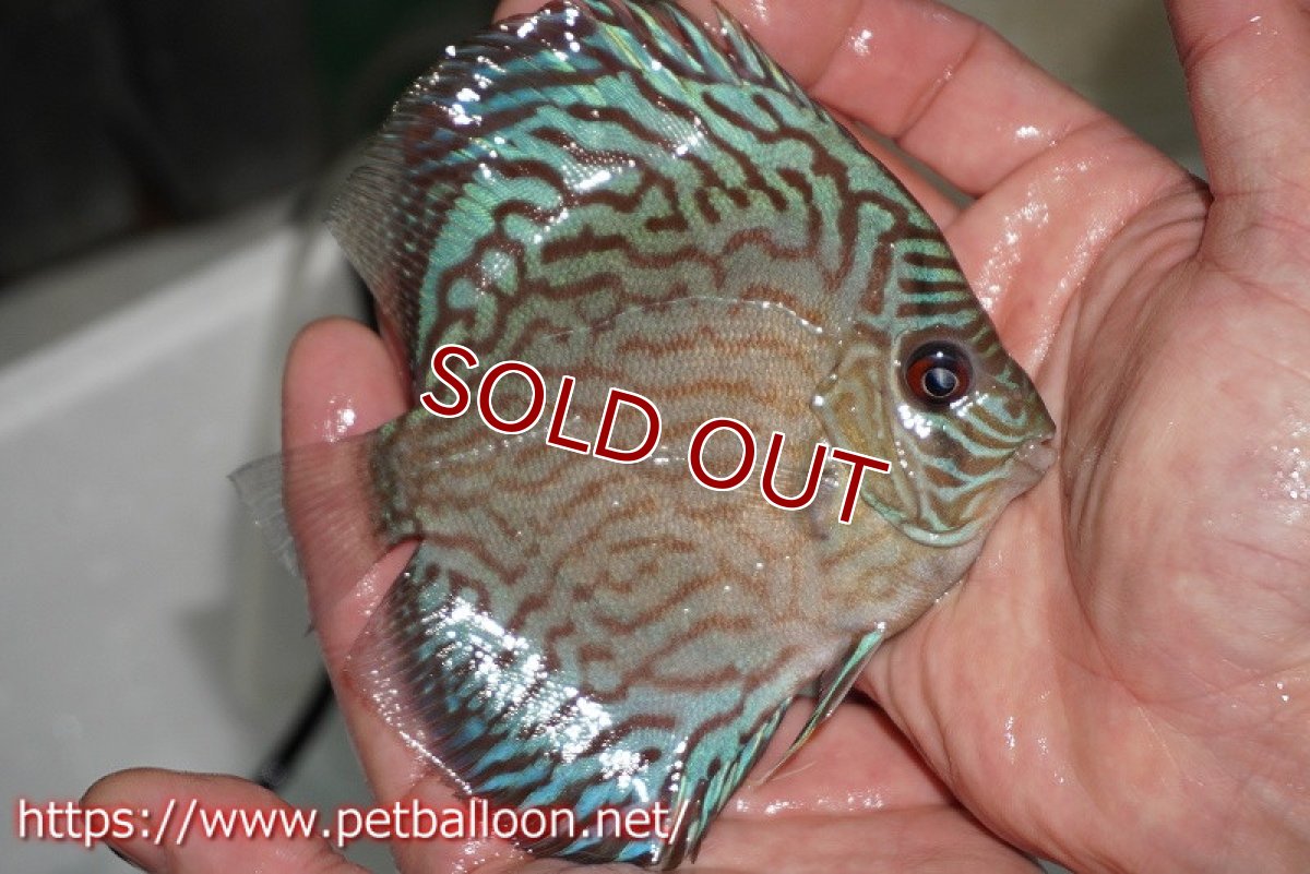 画像3: 【ディスカス】オールドタイプ第三系統【個体販売】13cm（生体）国産ディスカス　京都産 (3)