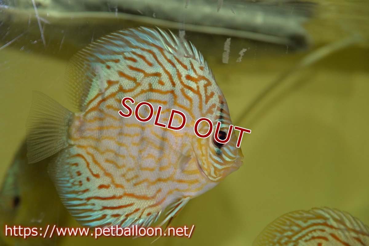 画像2: 【ディスカス】オールドタイプ第三系統【個体販売】13cm（生体）国産ディスカス　京都産 (2)