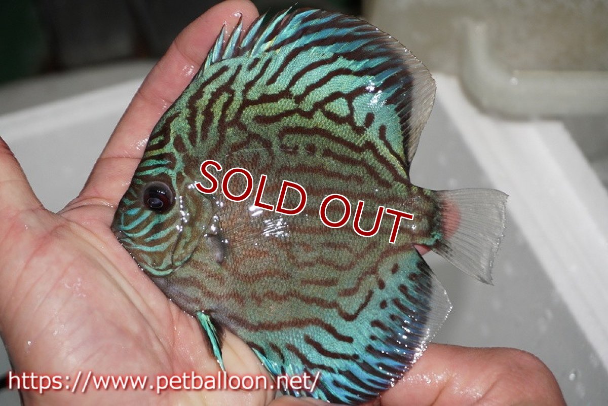 画像3: 【ディスカス】オールドタイプ第三系統【個体販売】13cm（生体）国産ディスカス　京都産 (3)