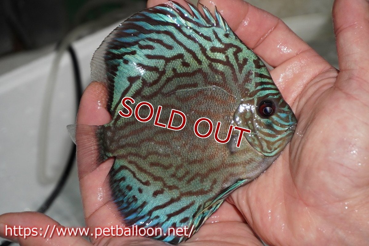 画像4: 【ディスカス】オールドタイプ第三系統【個体販売】13cm（生体）国産ディスカス　京都産 (4)