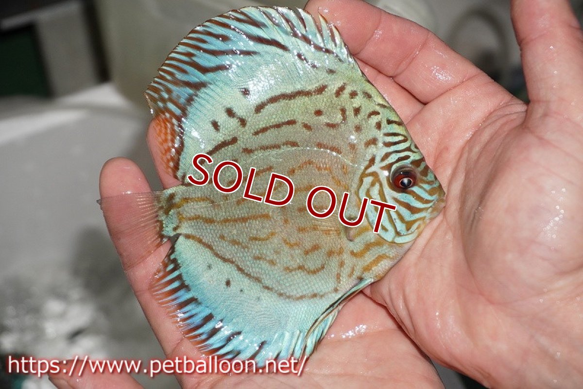 画像2: 【ディスカス】プレミアムセルーリア【個体販売】11cm（生体）国産ディスカス　京都産 (2)