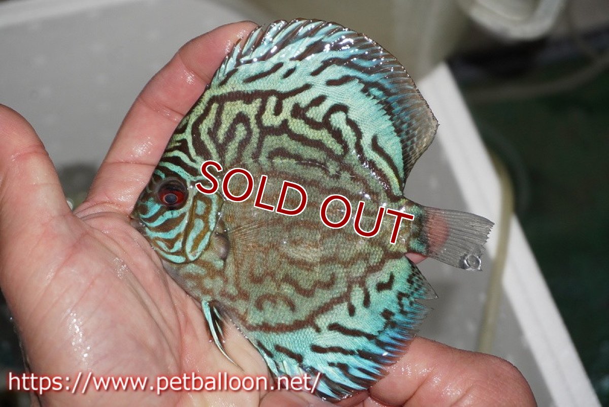 画像2: 【ディスカス】プレミアムセルーリア【個体販売】11cm（生体）国産ディスカス　京都産 (2)