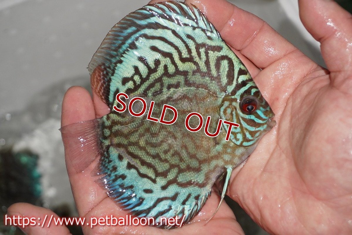 画像3: 【ディスカス】プレミアムセルーリア【個体販売】11cm（生体）国産ディスカス　京都産 (3)