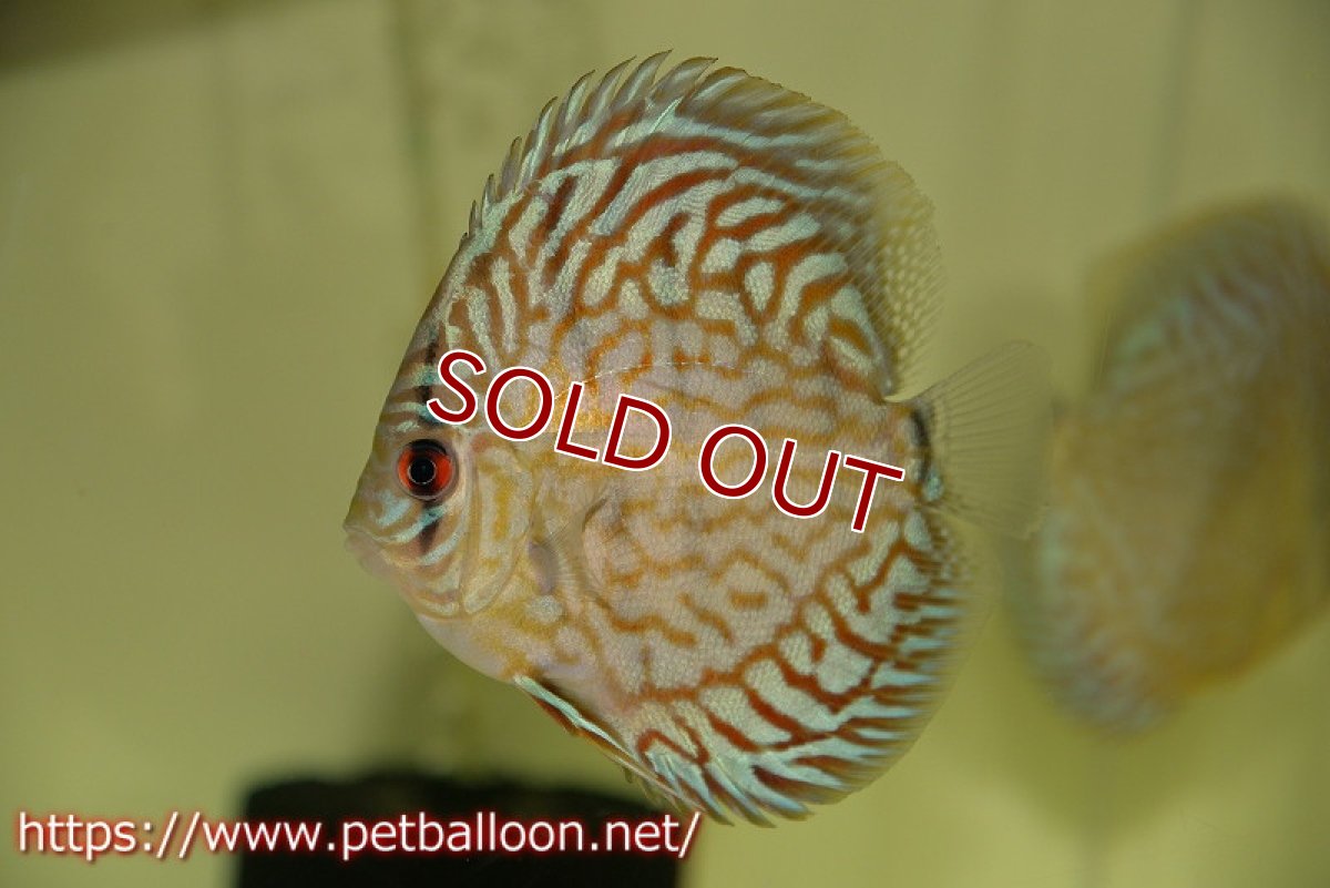 画像2: 【ディスカス】プレミアムセルーリア【個体販売】11cm（生体）国産ディスカス　京都産 (2)